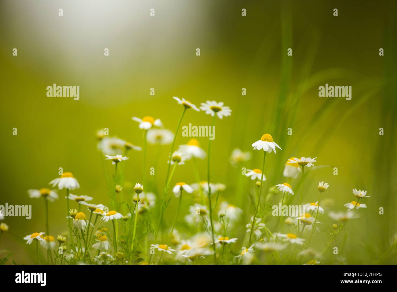 common chamomile (Anthemis cotula) Photographed in Israel in March Stock Photo