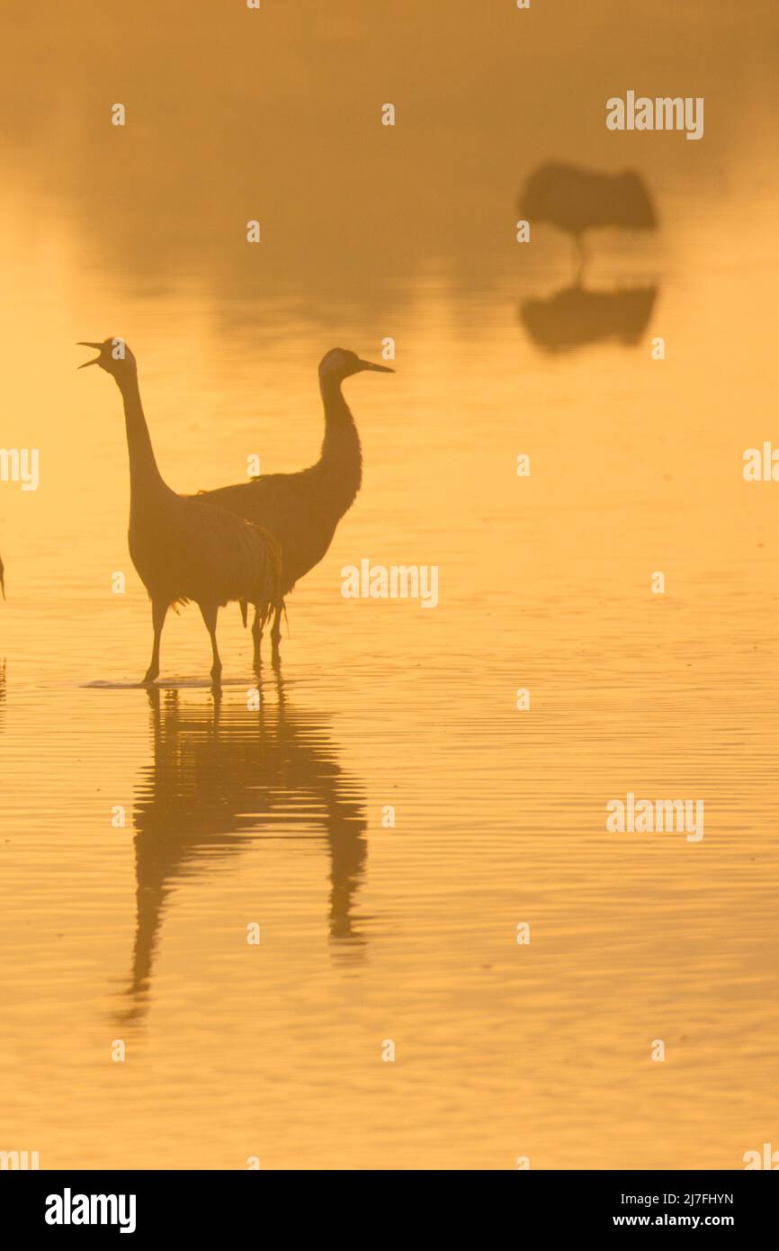 The common crane (Grus grus), also known as the Eurasian crane silhouetted at sunset. Photographed in Hula Valley, Israel in February Stock Photo