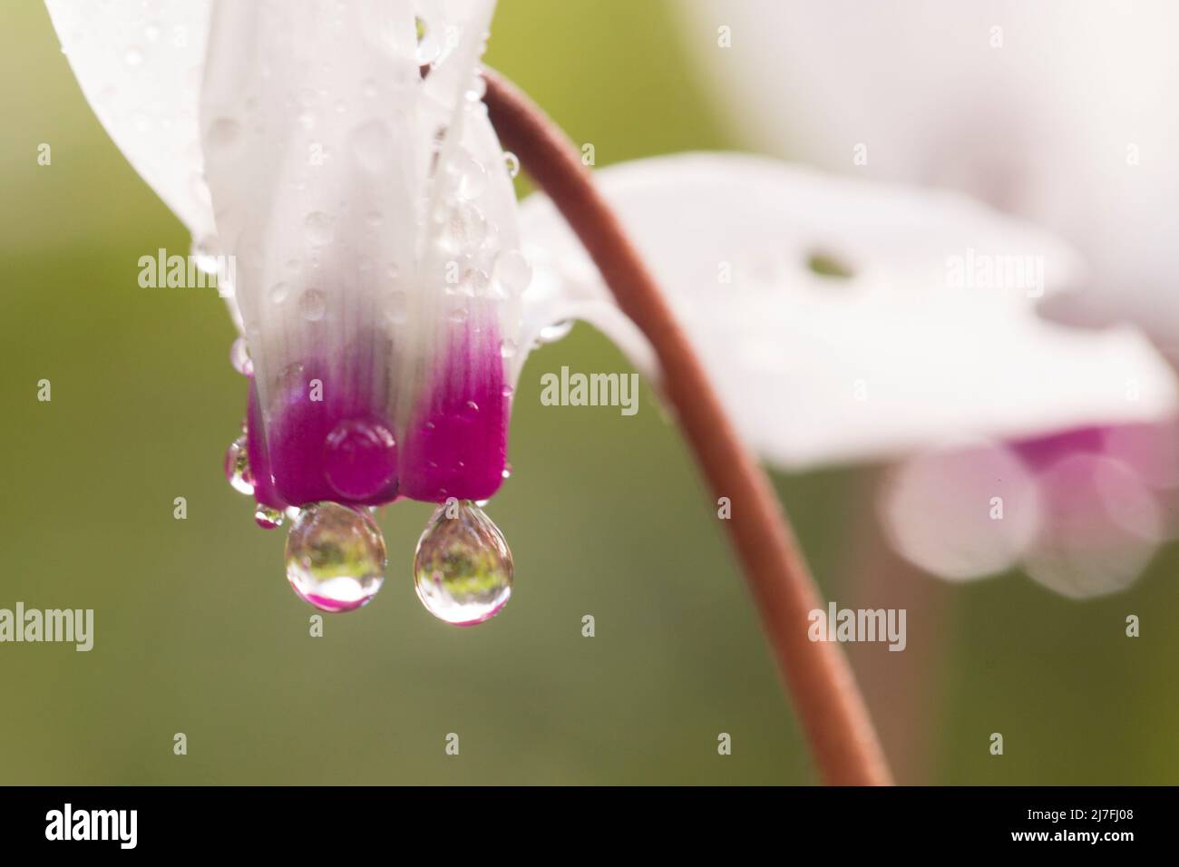 Rain drops on a Flowering Persian Violets (Cyclamen persicum). Photographed in Israel in February Stock Photo