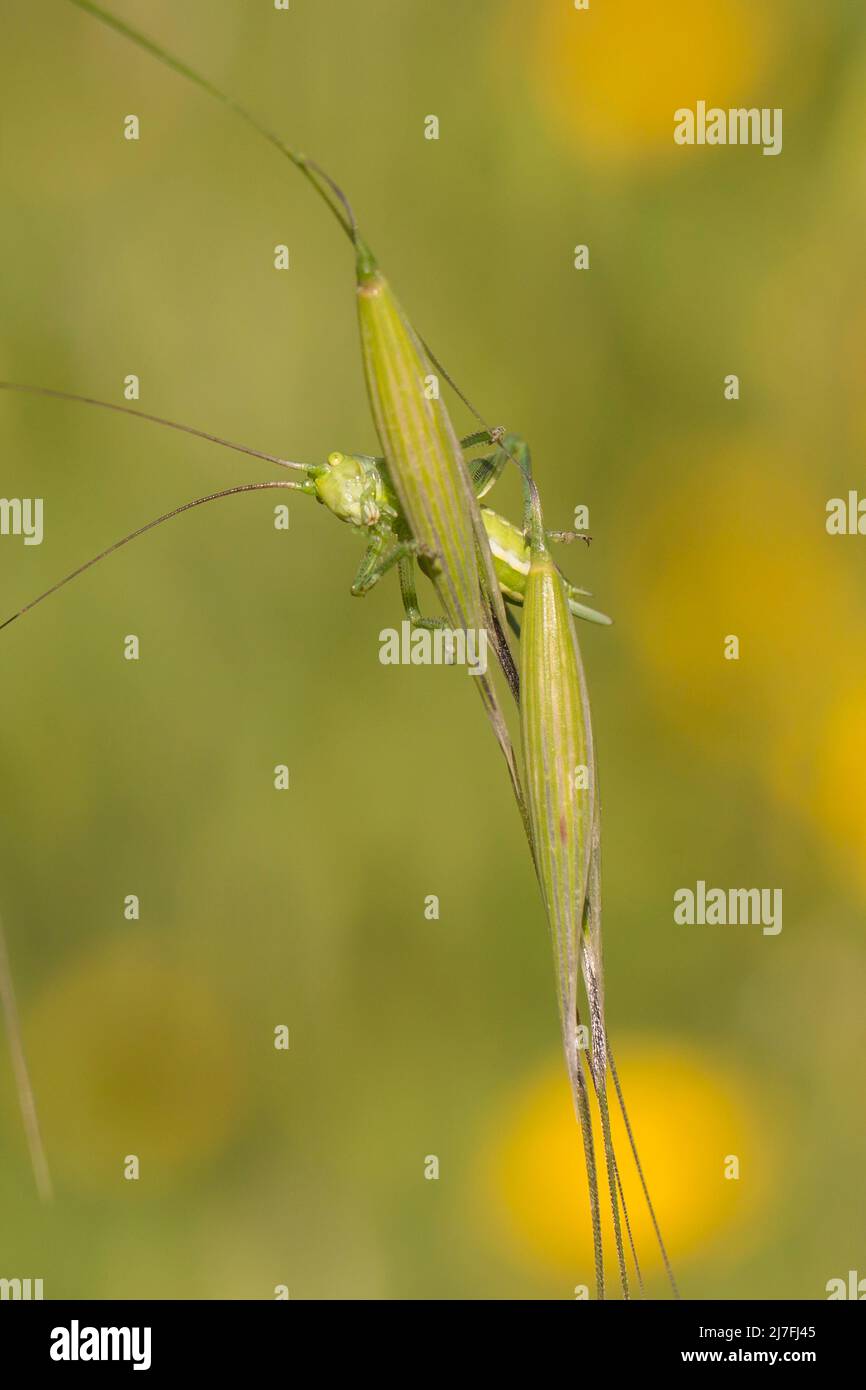 Close-up portrait of a Common green grasshopper (Omocestus viridulus) Stock Photo