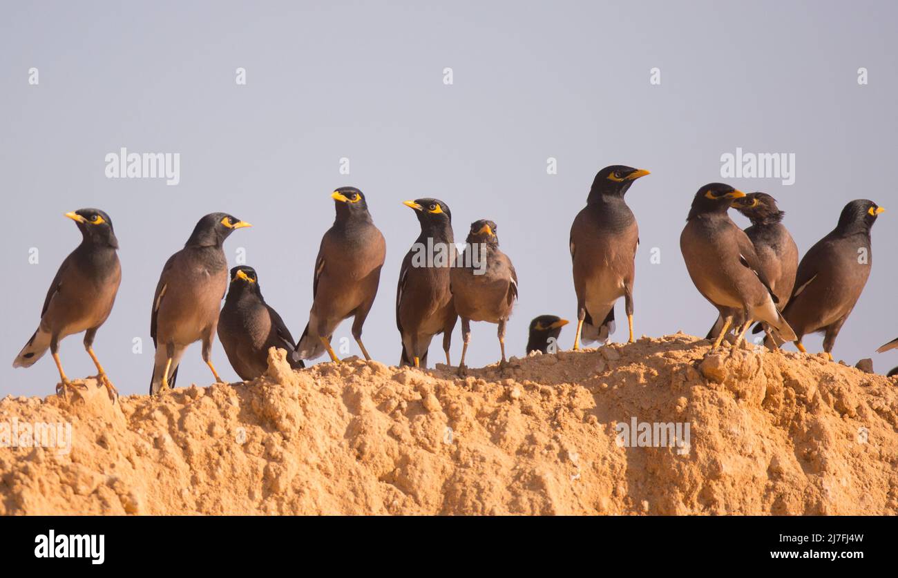 Common myna (or Indian Myna Acridotheres tristis). This bird is native to southern Asia from Afghanistan to Sri Lanka. The Myna has been introduced in Stock Photo