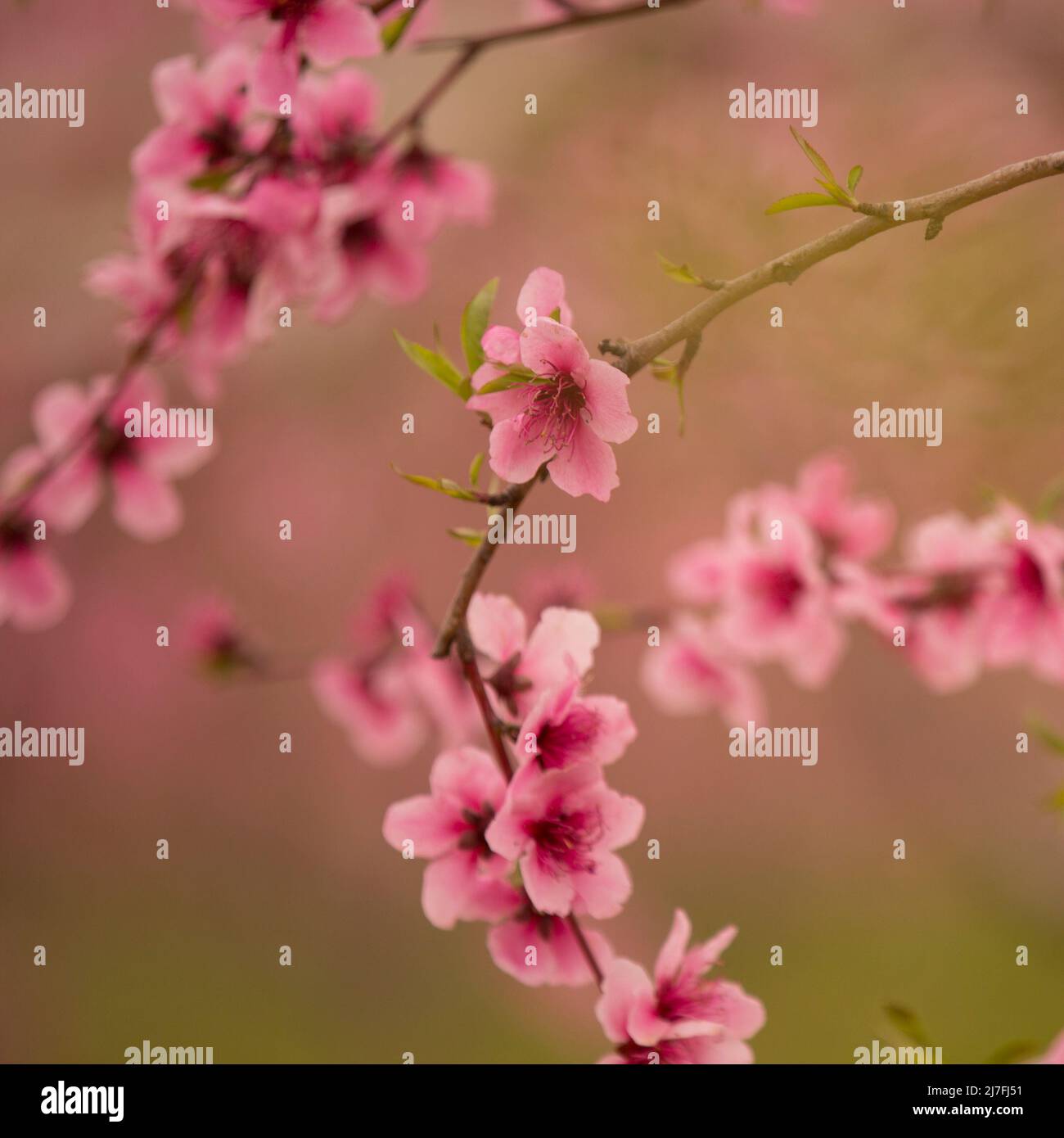 Pink Persimmon Blossoms on trees in a plantation Photographed in Israel in March Stock Photo