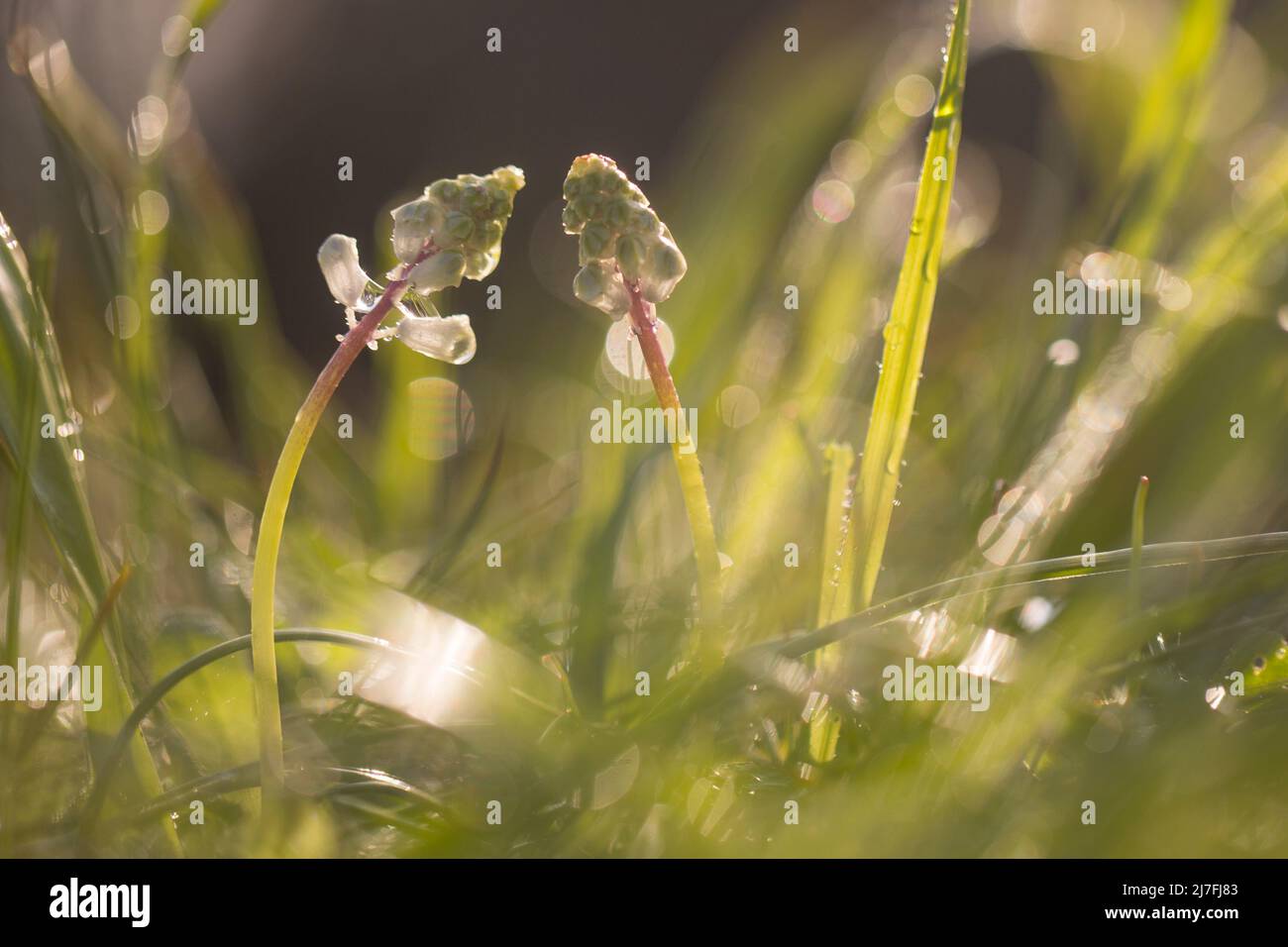 close up of a flowering Common Roman squill (Bellevalia flexuosa) Photographed in Israel in February Stock Photo