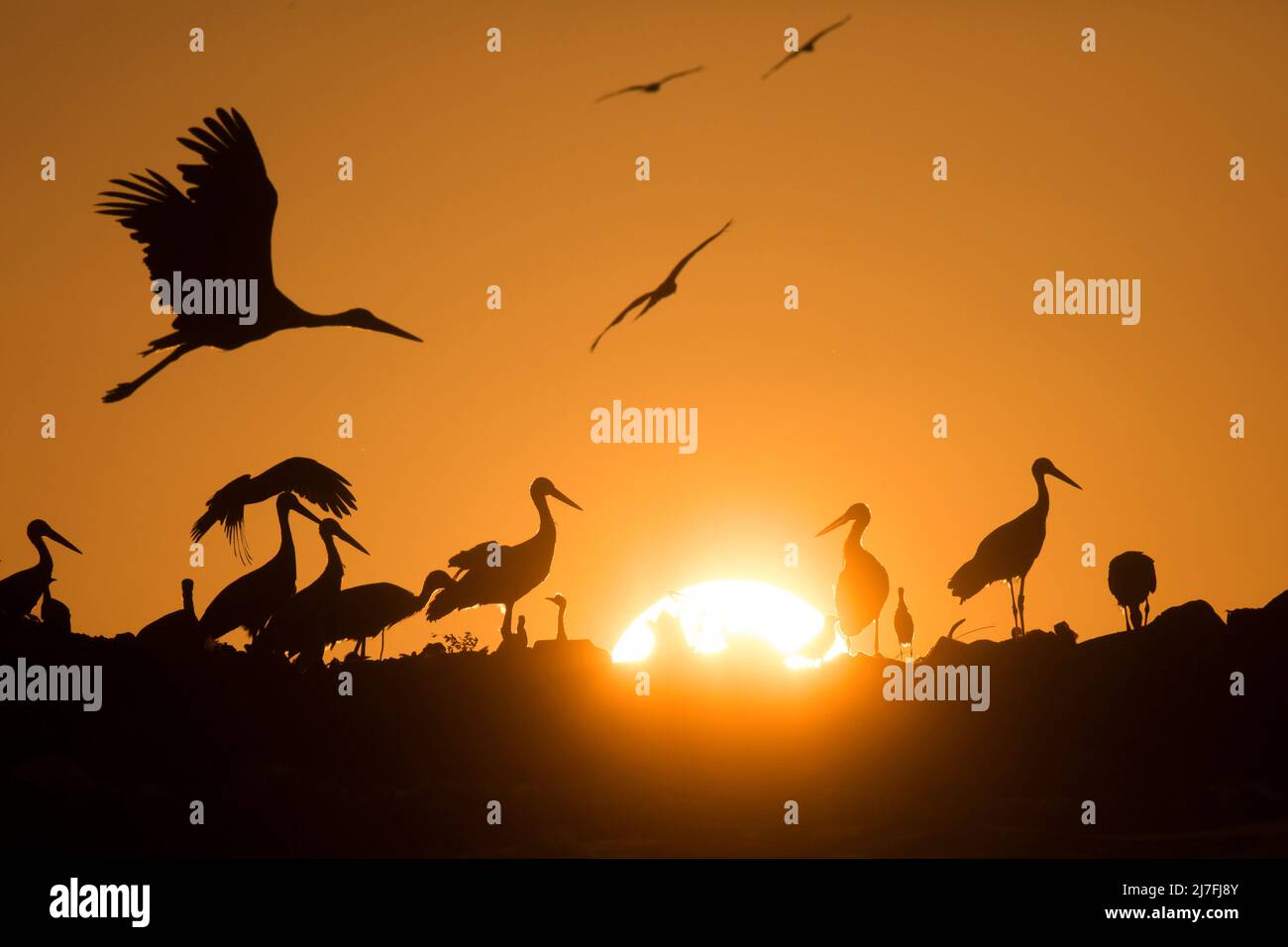 A flock of Storks silhouetted at sun set. Photographed in Israel in October Stock Photo