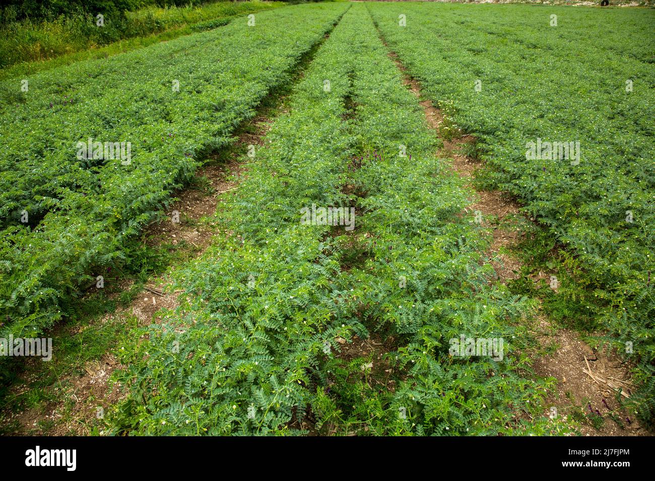 A field of Chickpeas The chickpea or chick pea (Cicer arietinum) is an annual legume of the family Fabaceae, subfamily Faboideae.Its different types a Stock Photo