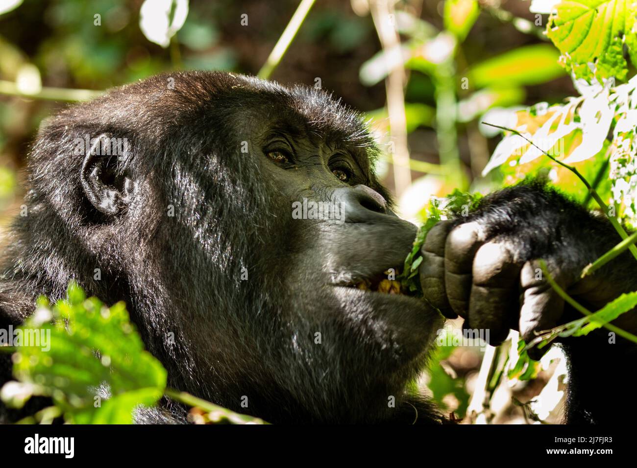 Mountain gorilla (Gorilla beringei beringei) Photographed at The Bwindi Impenetrable National Park (BINP) in southwestern Uganda, The eastern gorilla Stock Photo