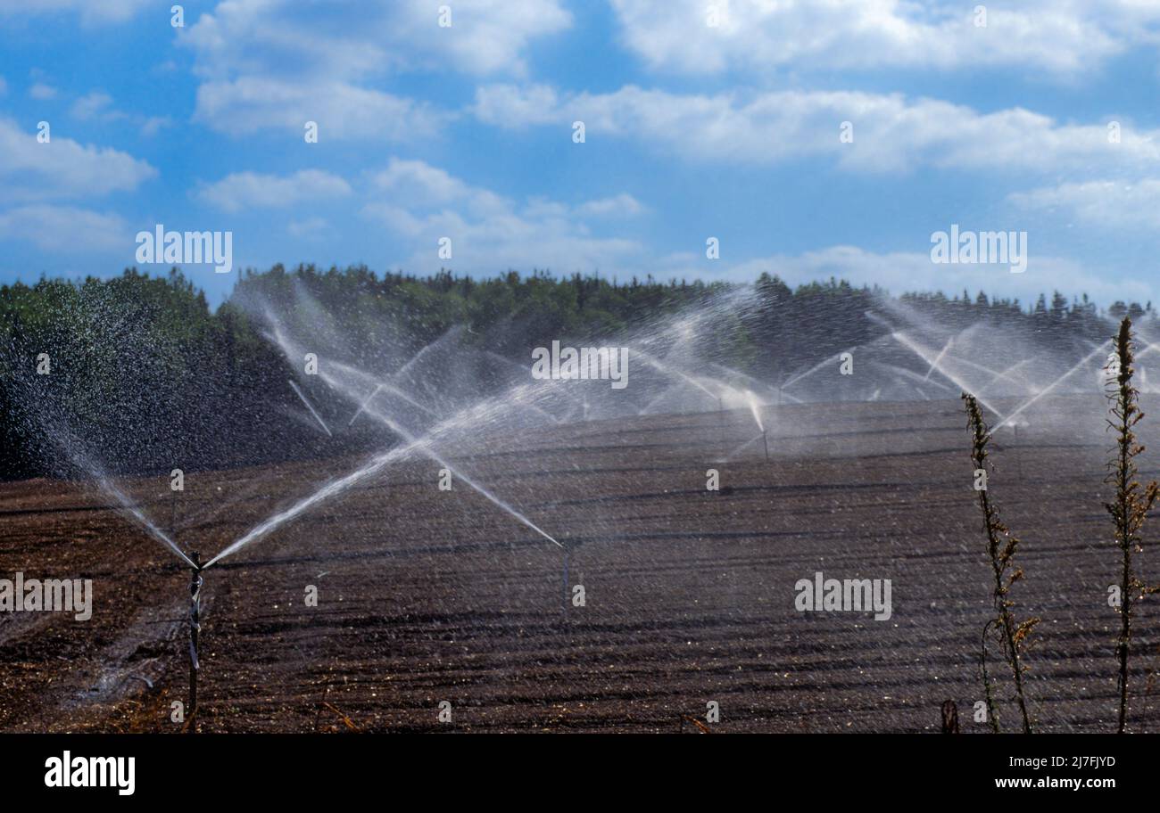 Sprinklers irrigating an agricultural field Photographed in Israel this is an inefficient irrigation method as the exact watering area is hard to cont Stock Photo