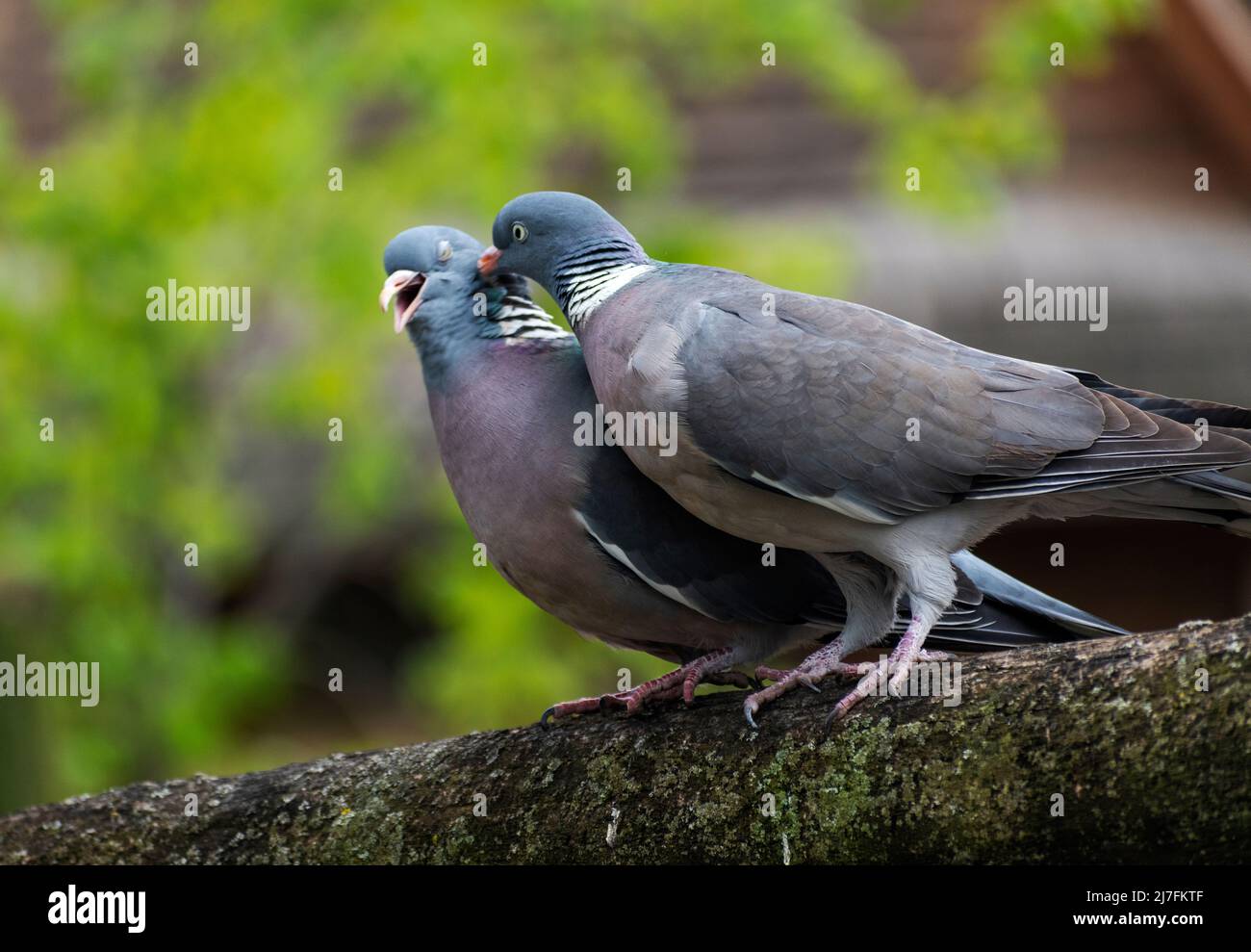 Pigeons on the branch Stock Photo
