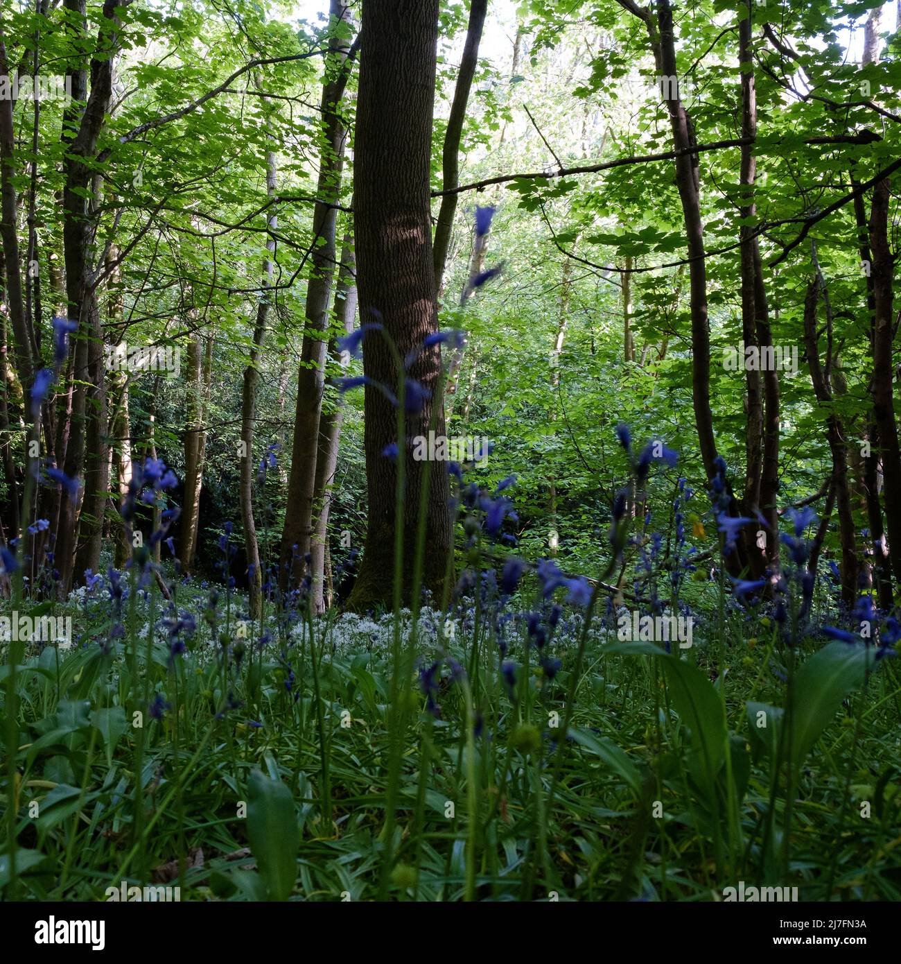 Bluebells in the woods, Timbercombe Woods, Cheltenham Stock Photo