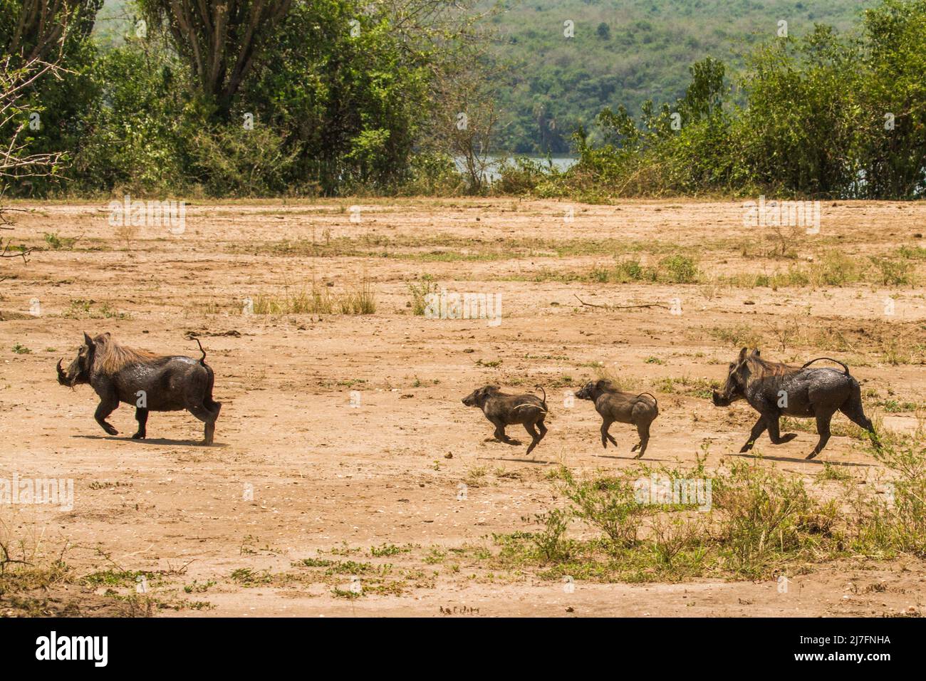 a family of Warthog (Phacochoerus africanus) parents and young Photographed in Tanzania Stock Photo