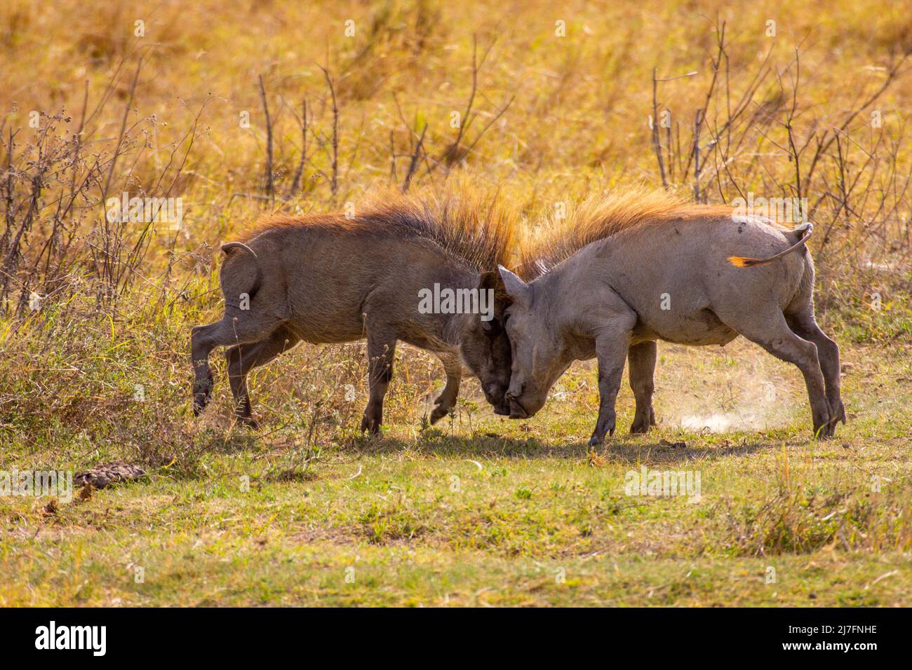 two male Warthogs (Phacochoerus africanus) fighting. Photographed in Tanzania Stock Photo