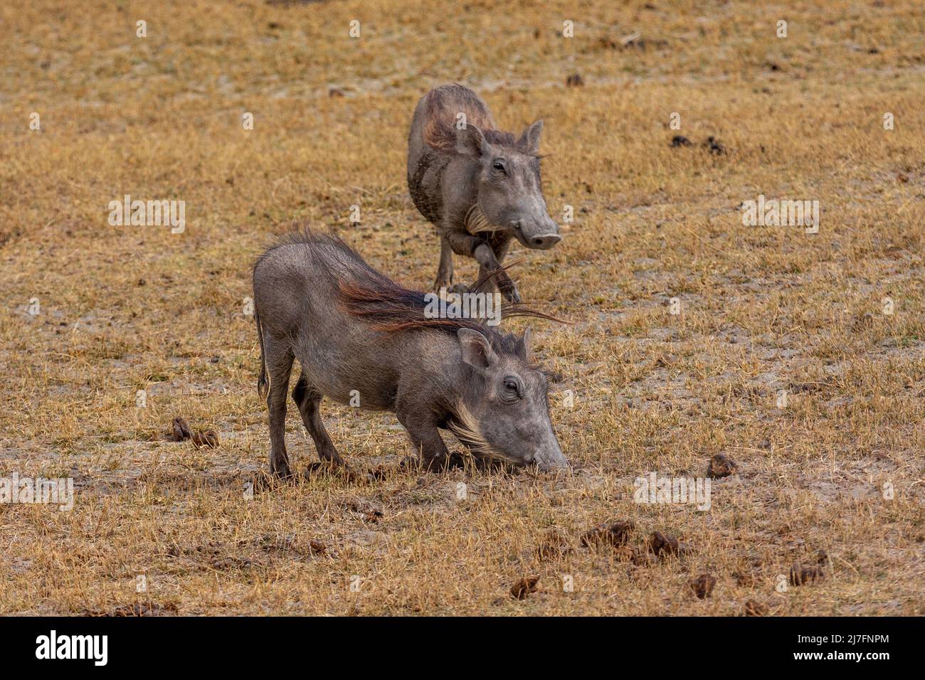 a family of Warthog (Phacochoerus africanus) Photographed in the wild in Tanzania Stock Photo