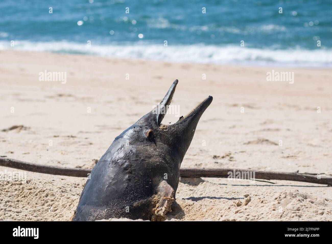 A buried dead porpoise washed ashore at the beach in advanced stage of decomposition with the head sticking out of the sand and open mouth Stock Photo