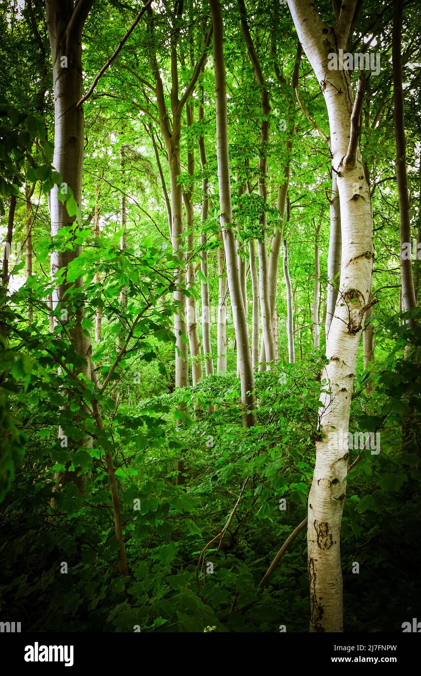 Young birch trees with fresh green leaves in a dense forest Stock Photo