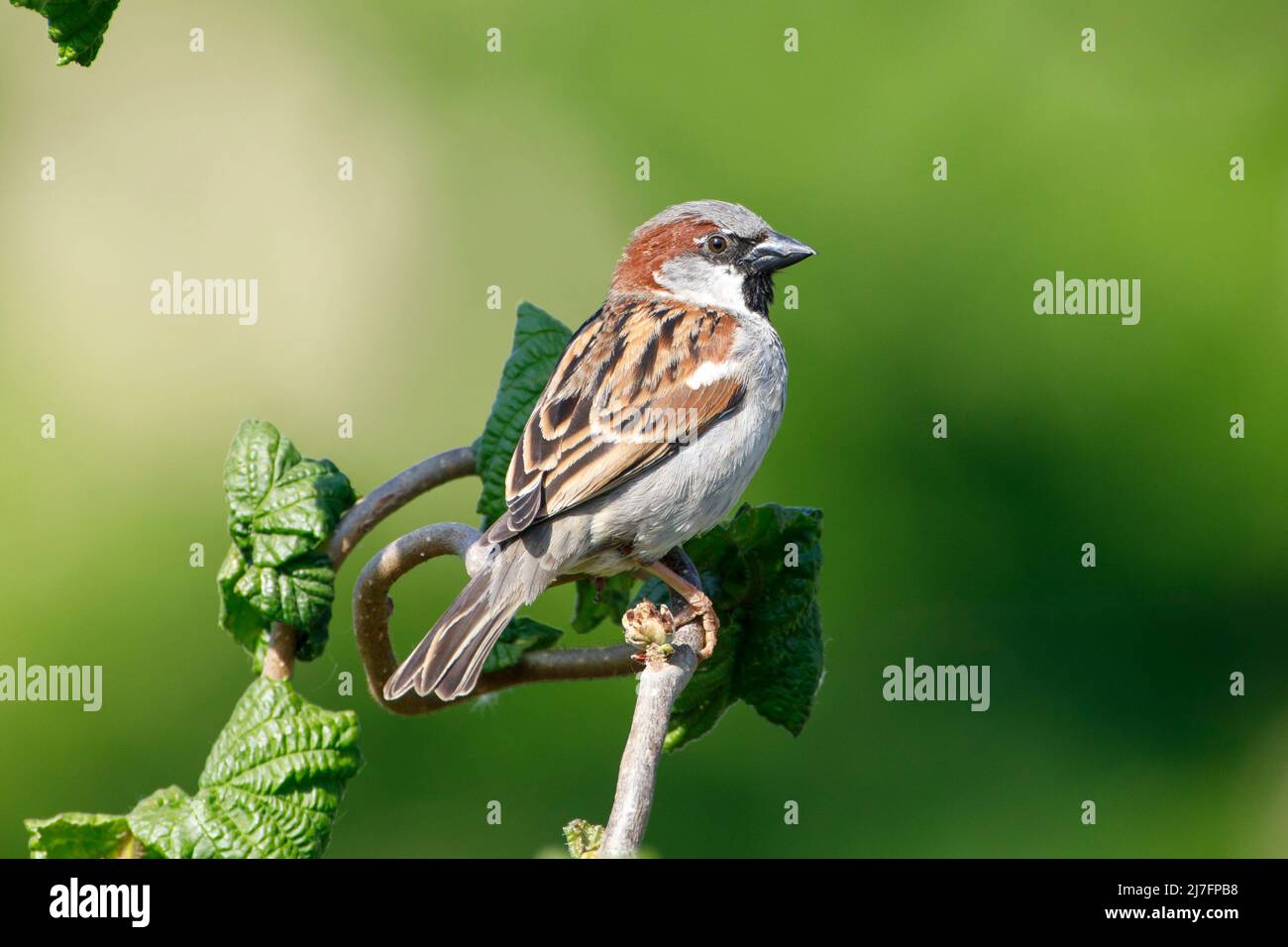 Male House sparrow (Passer domesticus) Sussex garden, UK Stock Photo
