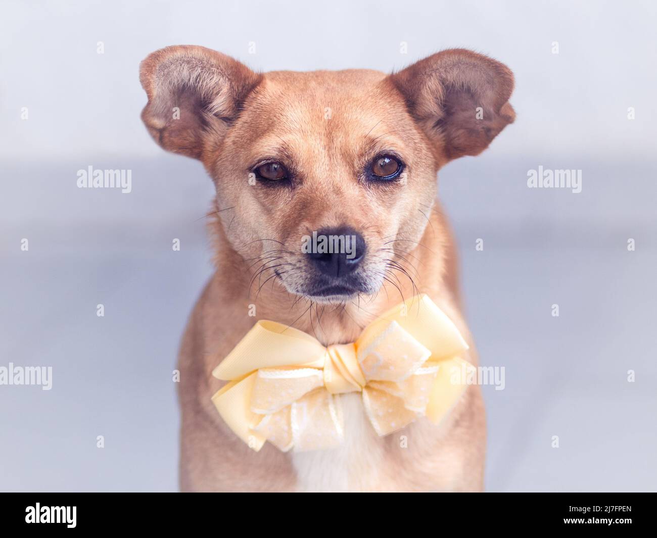 ortrait of a beautiful female mixed-breed dog wearing a big yellow bow tie around the neck and looking at the camera with tender eyes Stock Photo