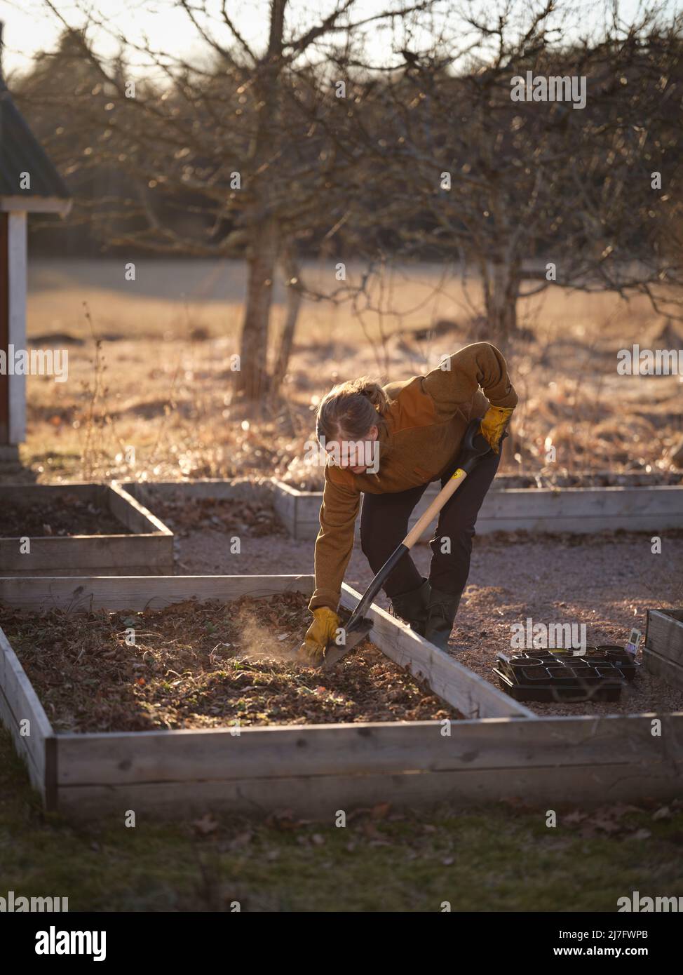 Woman digging in raised garden bed Stock Photo Alamy