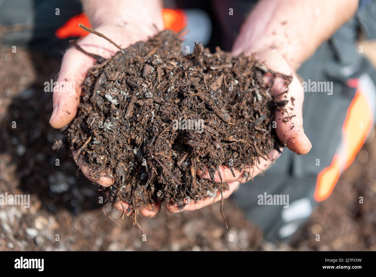 Farmer inspecting a pile of farm yard manure which has been composted