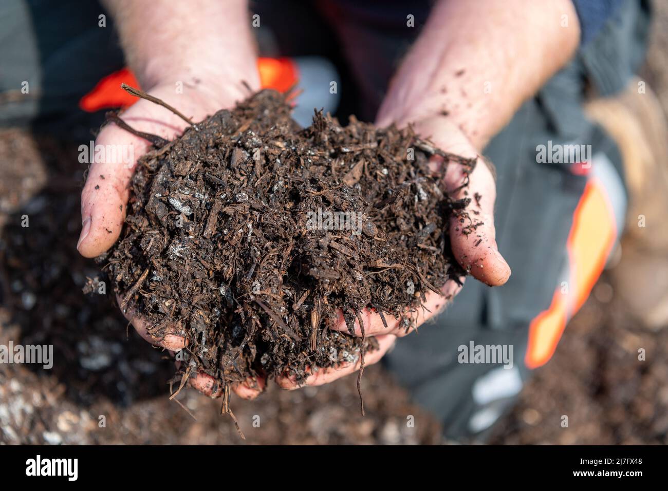 Farmer inspecting a pile of farm yard manure which has been composted, to help prevent nitrogen