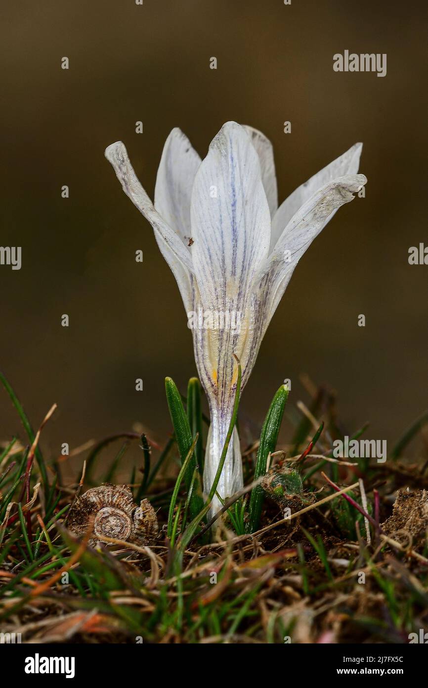 Crocus nevadensis - White mountain crocus is a Liliopsida plant Stock Photo
