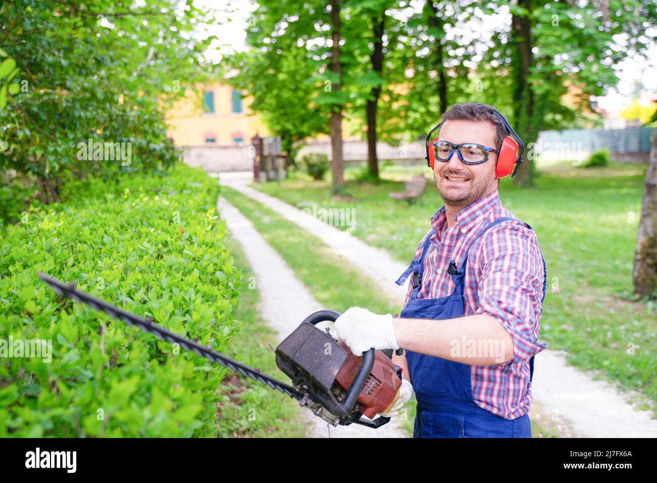 One gardener shaping hedge using hedge trimmer Stock Photo Alamy