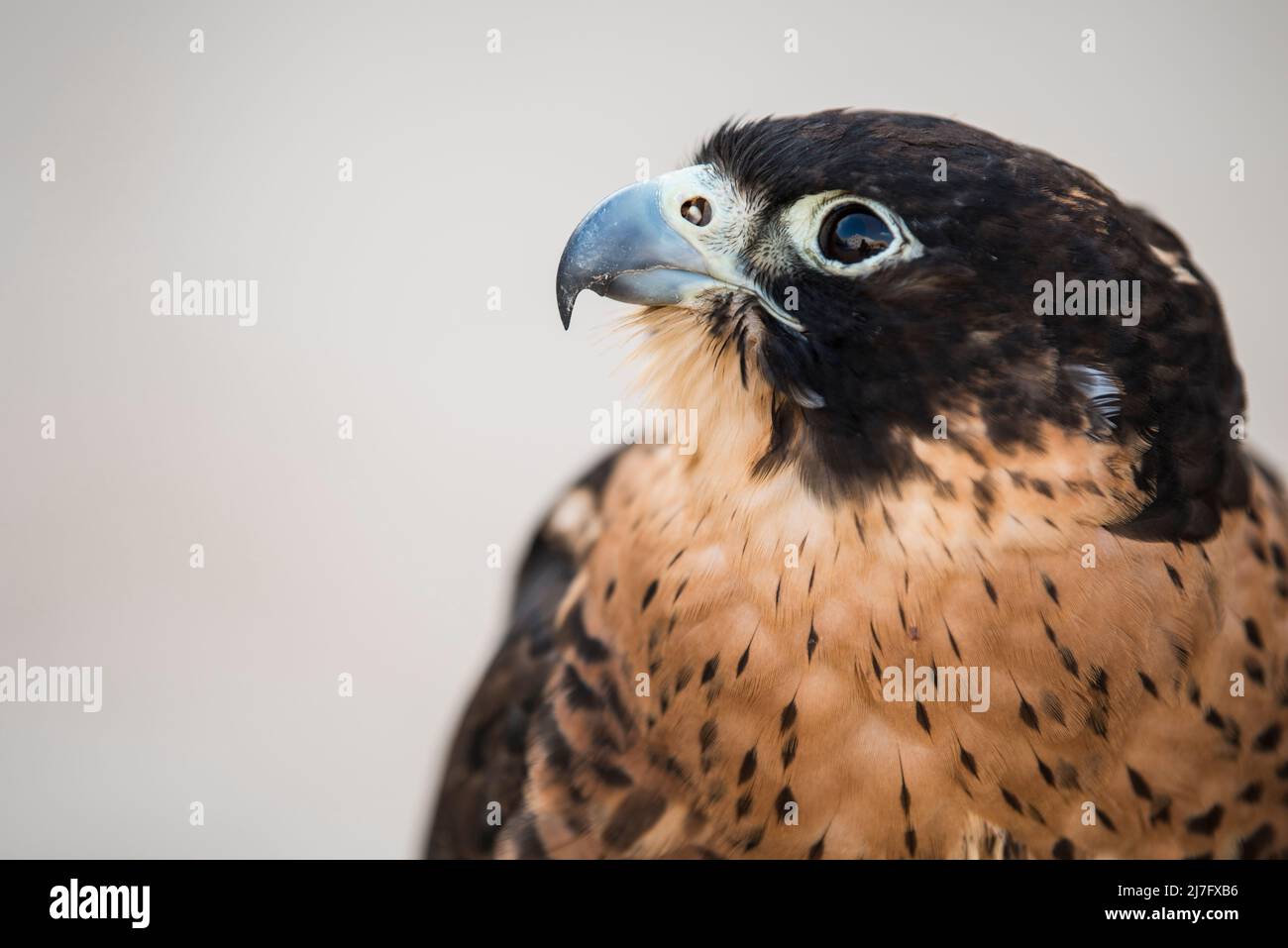 Doha,Qatar, May 01,2022:  Arabian falcons are used for hunting but also as a pet in the Gulf countries. Stock Photo