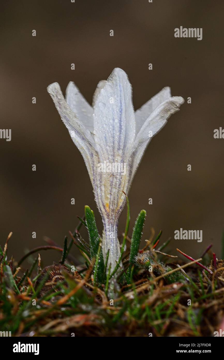Crocus nevadensis - White mountain crocus is a Liliopsida plant Stock Photo