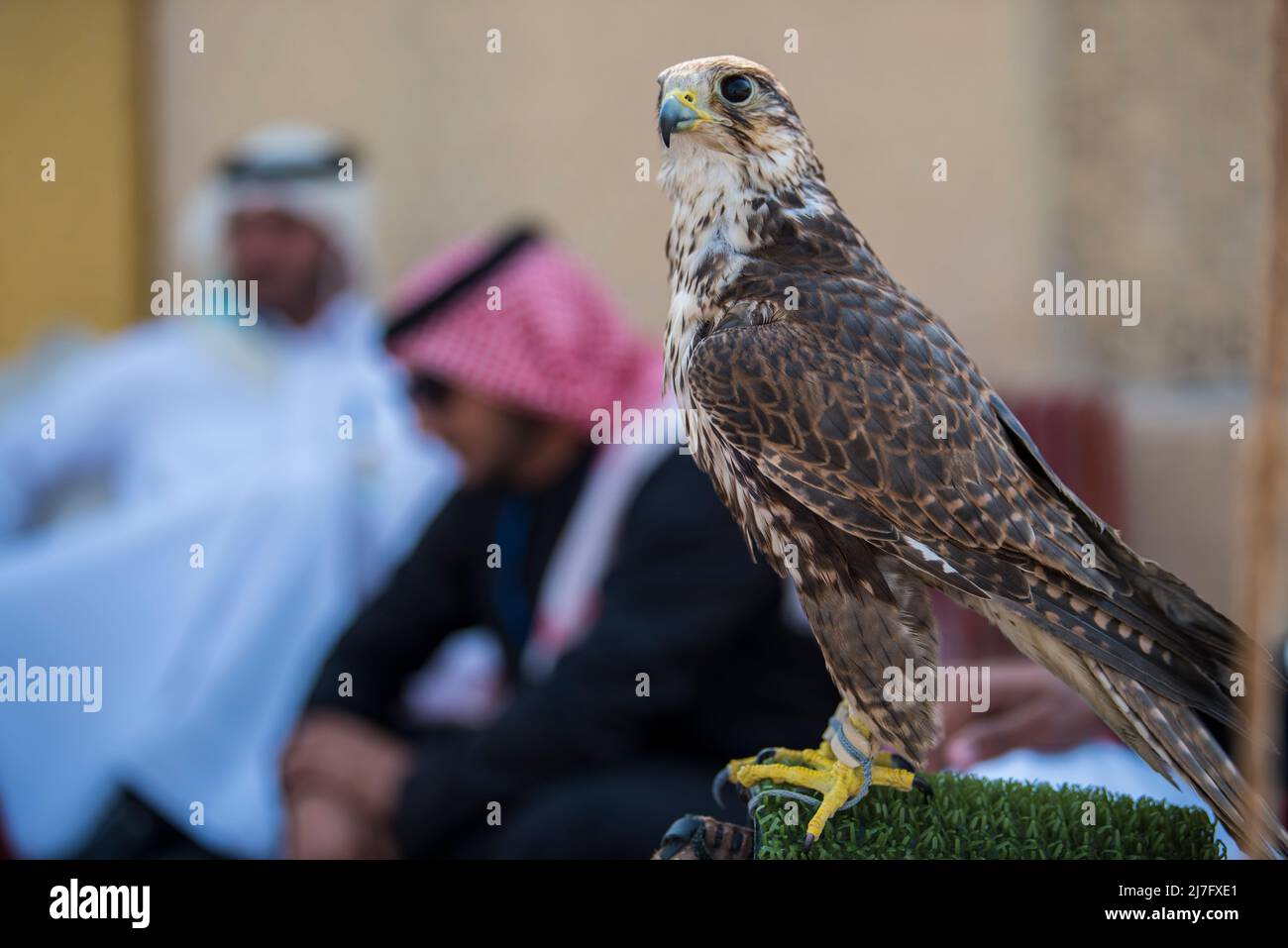 Doha,Qatar, May 01,2022:  Arabian falcons are used for hunting but also as a pet in the Gulf countries. Stock Photo