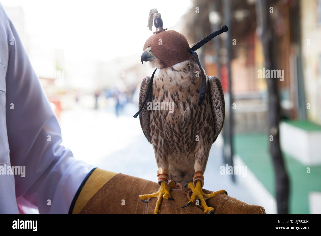Doha,Qatar, May 01,2022:  Arabian falcons are used for hunting but also as a pet in the Gulf countries. Stock Photo