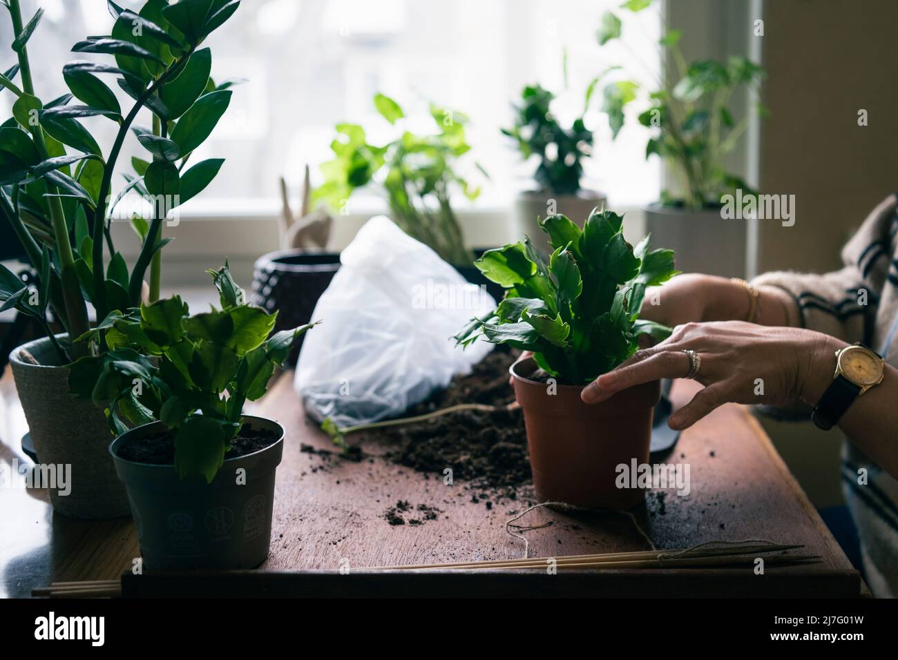 Woman hand house plants hi-res stock photography and images - Alamy