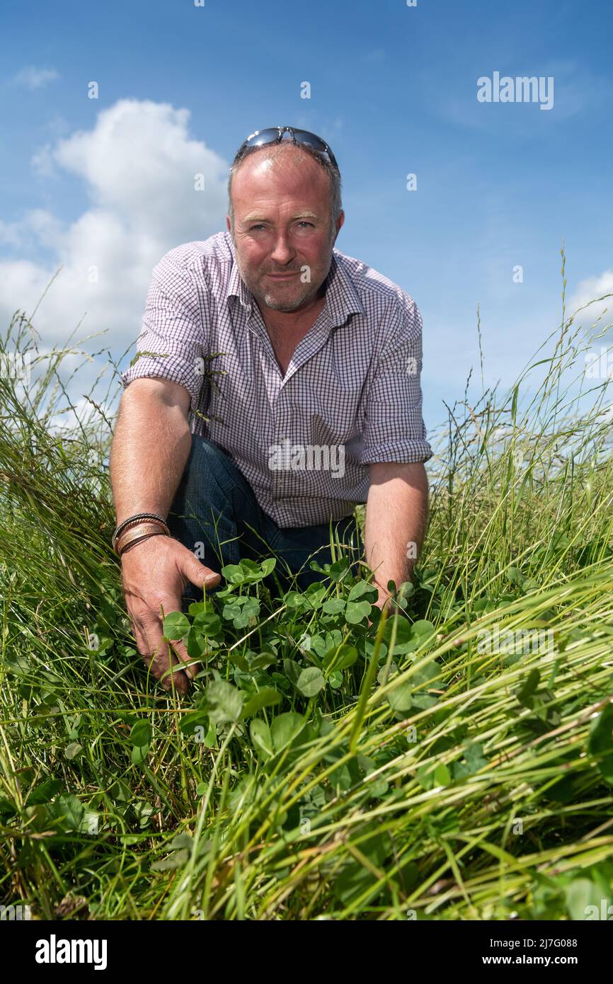 Farmer looking at clover and grass in a temporary ley, used as a ...