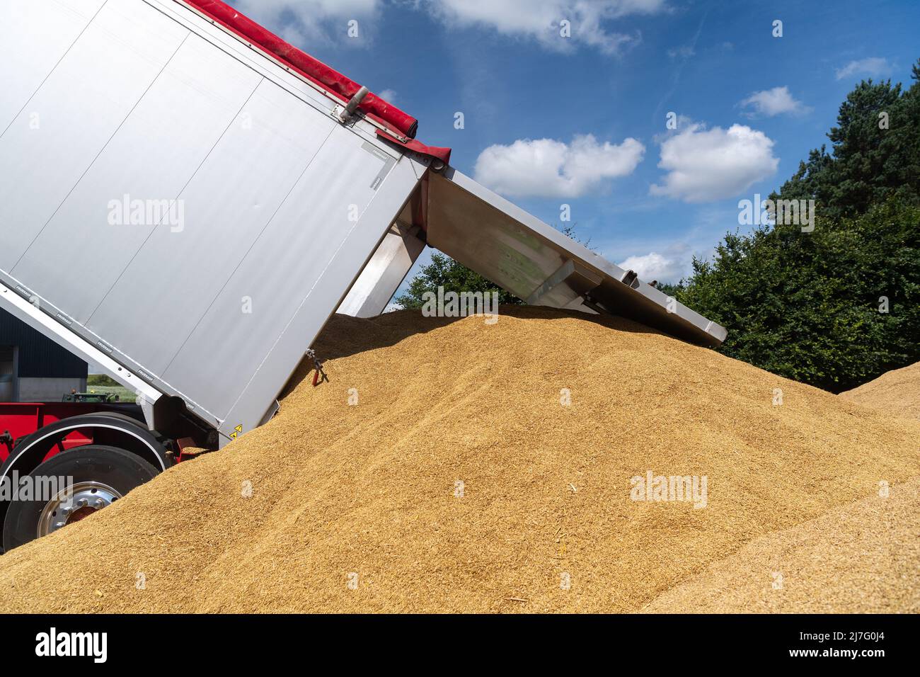 Unloading a load of wheat from an articulated lorry trailer at a grain merchants, Durham, UK, Stock Photo