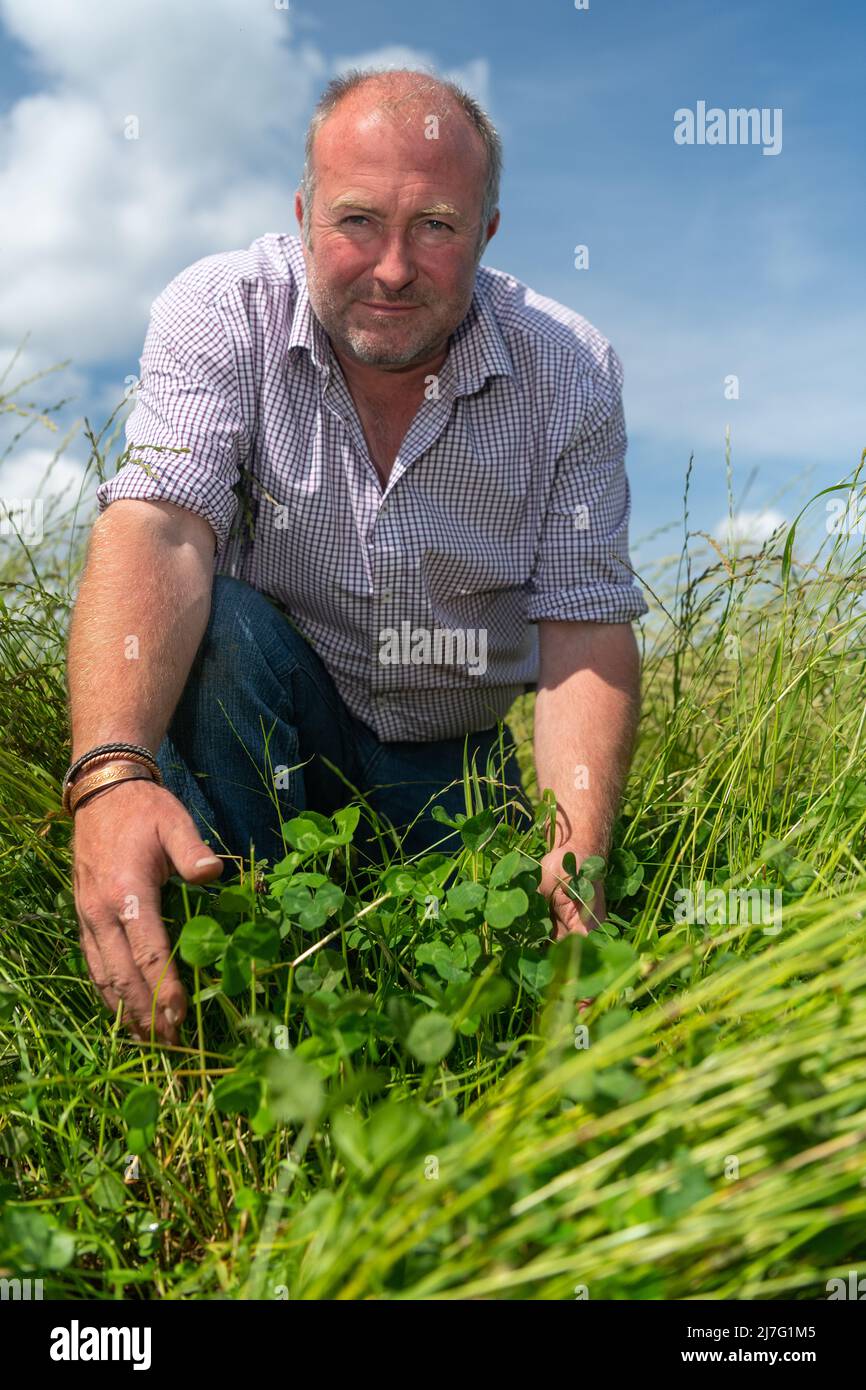 Farmer looking at clover and grass in a temporary ley, used as a rotation crop. Stock Photo