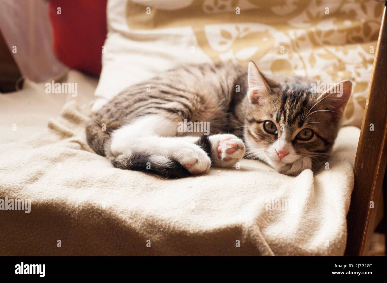 Young cute cat sleeping on the couch Stock Photo - Alamy