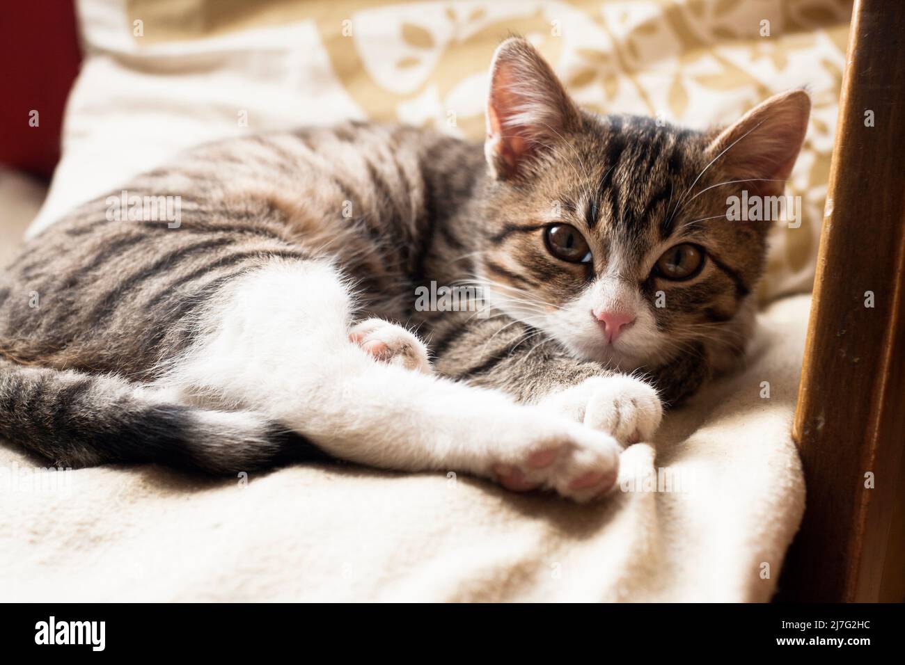 Young cute cat sleeping on the couch Stock Photo - Alamy
