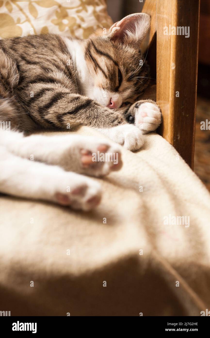 Young cute cat sleeping on the couch Stock Photo - Alamy