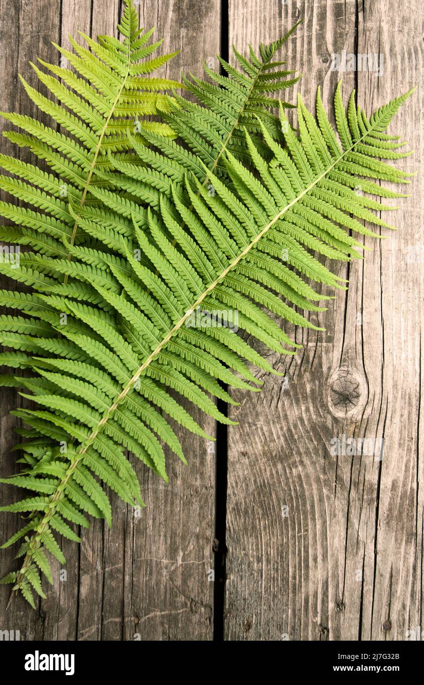 Green fern leaves on hi-res stock photography and images - Alamy