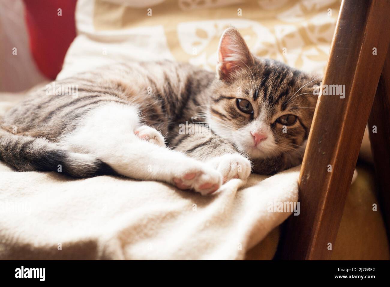 Young cute cat sleeping on the couch Stock Photo - Alamy