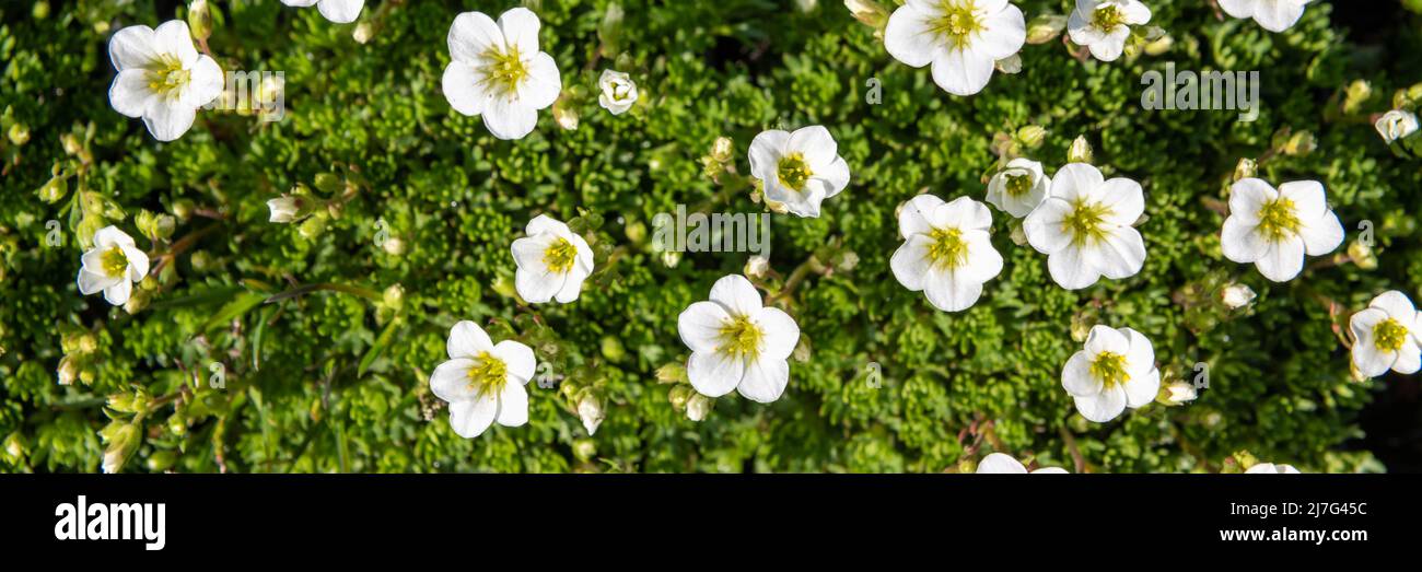 Top view close up shot of a white saxifraga arendsii plant. Rockery plant with adorable little white flowers. Saxifraga banner. Stock Photo