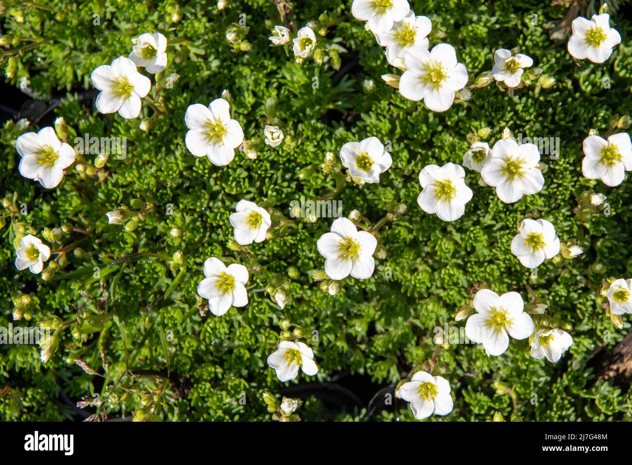 Top view close up shot of a white saxifraga arendsii plant. Rockery plant with adorable little white flowers. Stock Photo