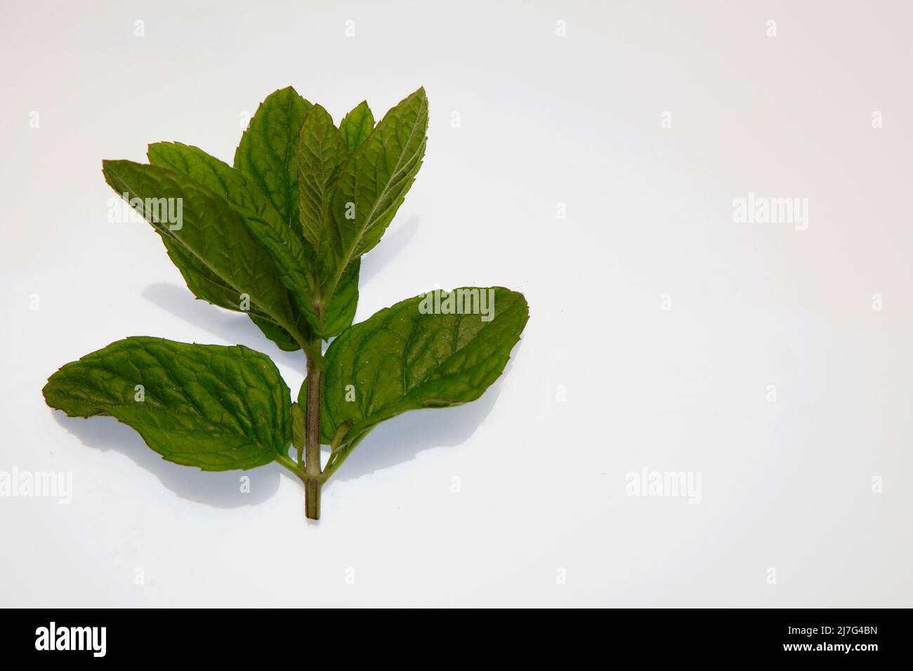 Mint flavour herb hires stock photography and images Alamy