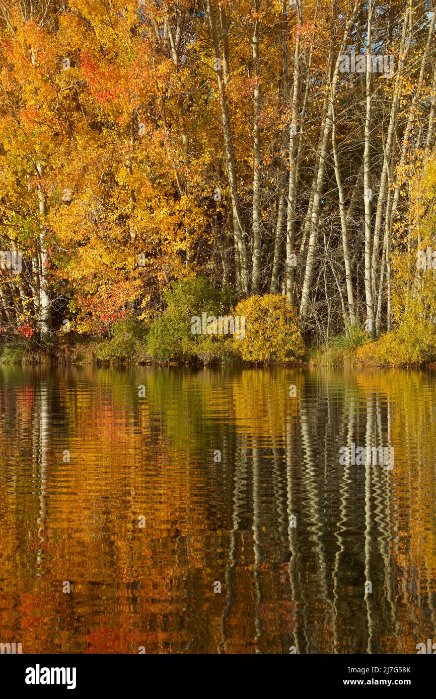 Autumn reflections in Kellands Pond, near Twizel, Mackenzie District, North Otago, South Island, New Zealand Stock Photo
