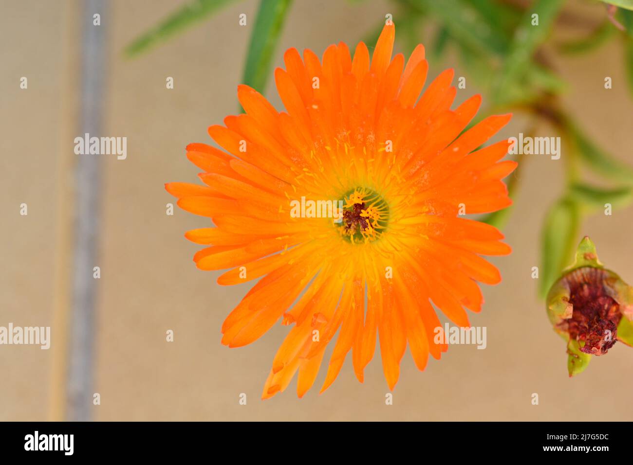 Detalle de una flor de lampranto naranja, Lampranthus aurantiacus, en un jardín en primavera Stock Photo
