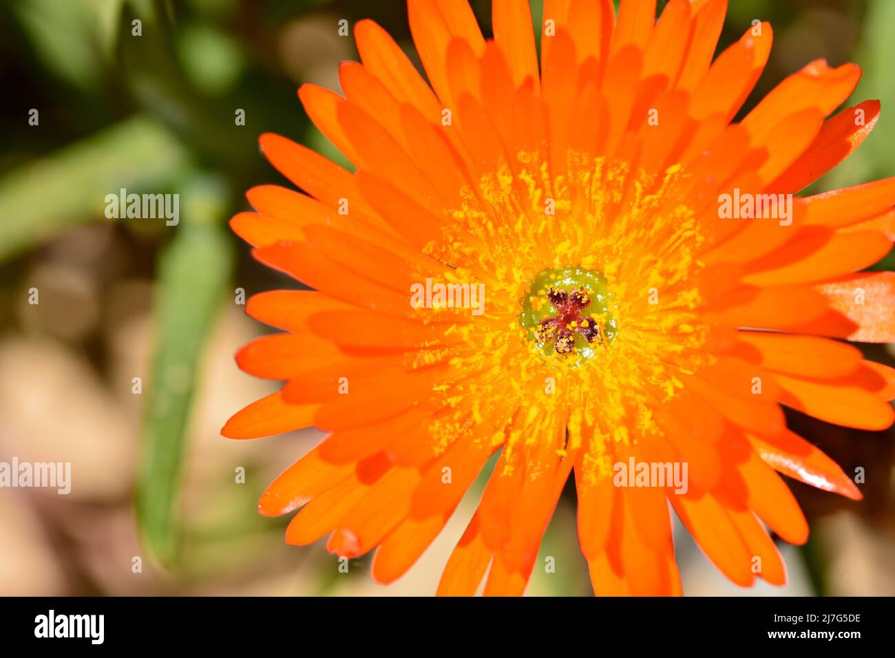 Detalle de una flor de lampranto naranja, Lampranthus aurantiacus, en un jardín en primavera Stock Photo