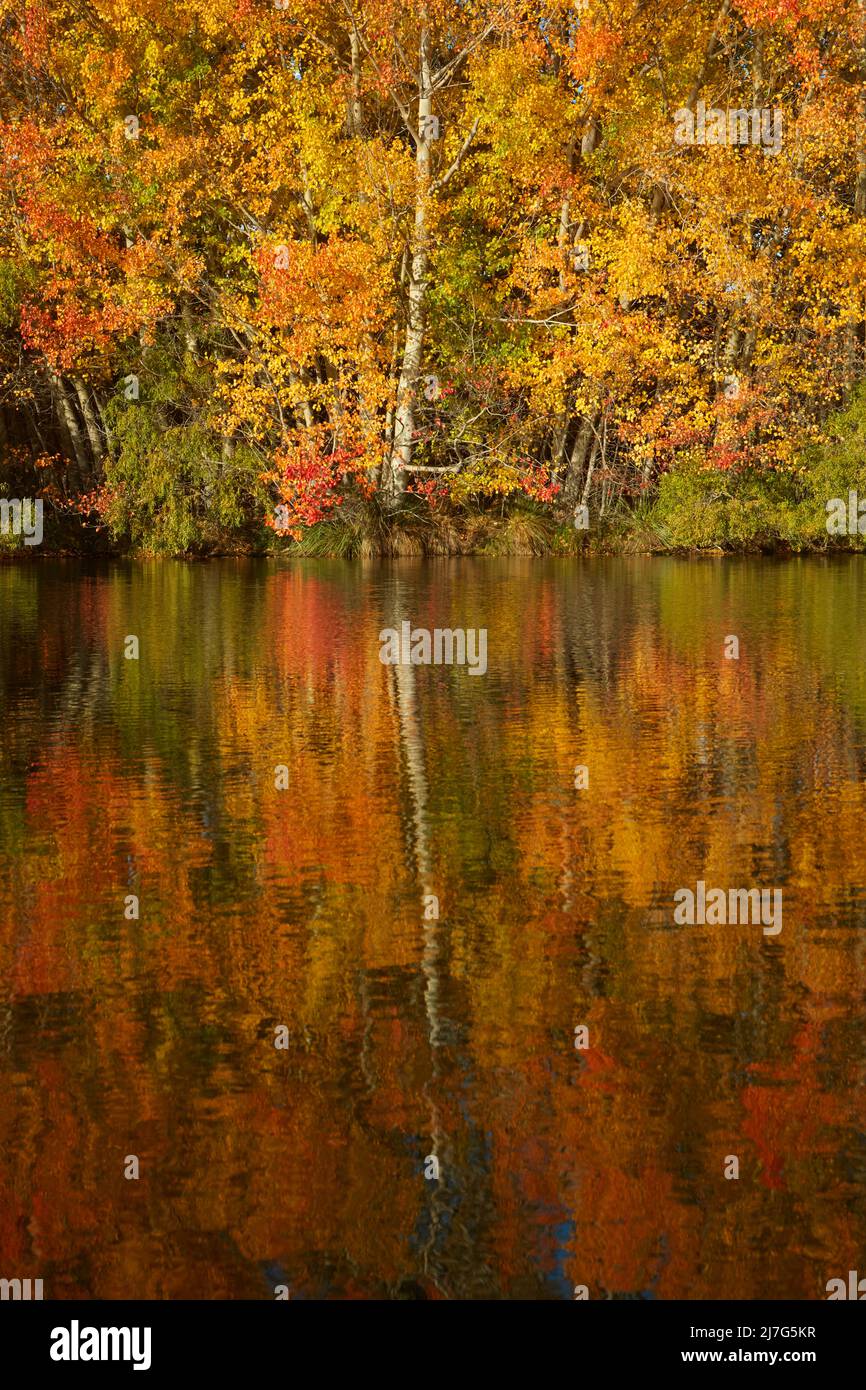 Autumn reflections in Kellands Pond, near Twizel, Mackenzie District, North Otago, South Island, New Zealand Stock Photo