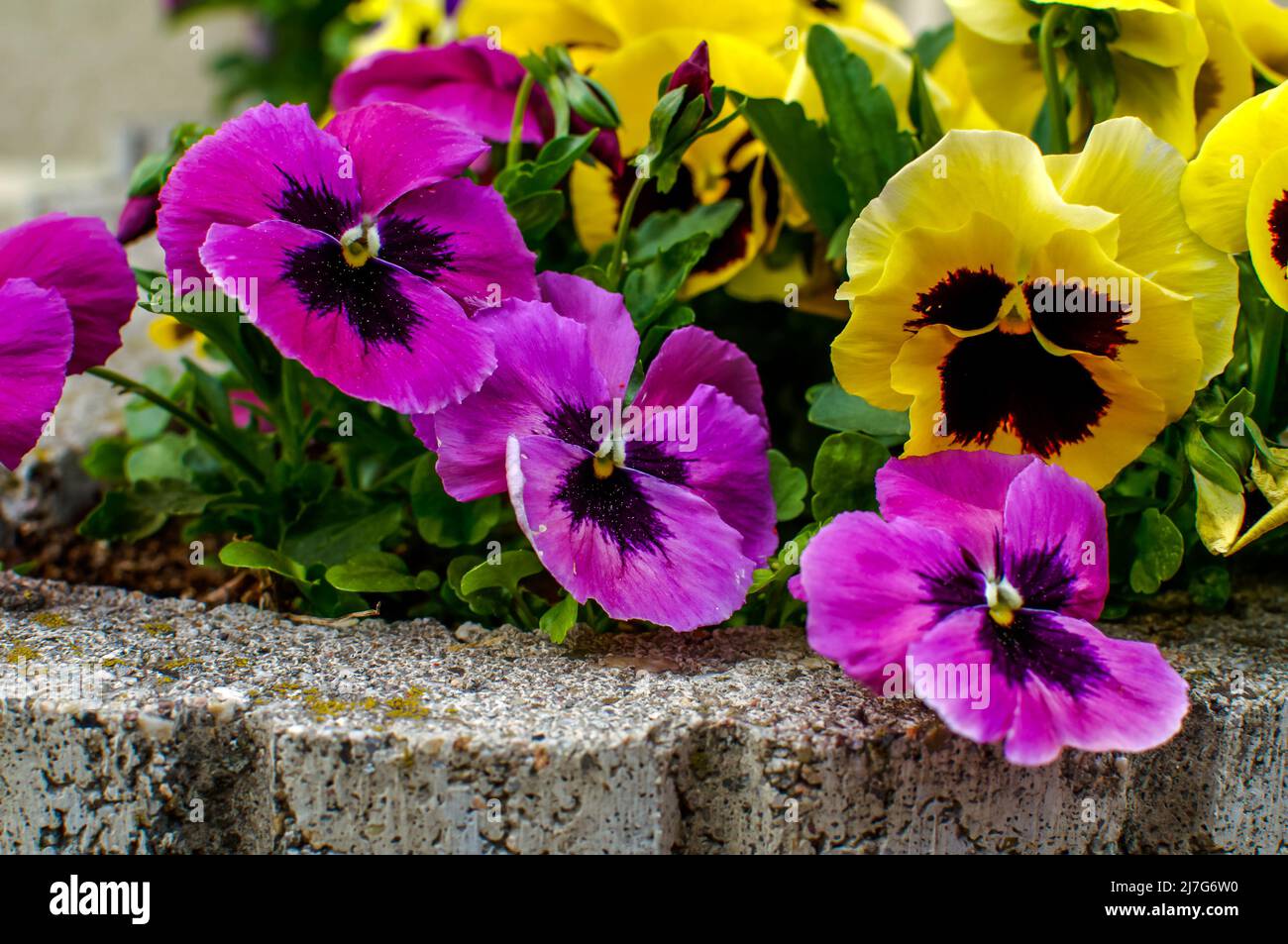 Viola wittrockiana Gams, flowers with colourful petals,colorful pansies, large colour palette, petals purple, yellow, orange, red, pink, red, photogra Stock Photo