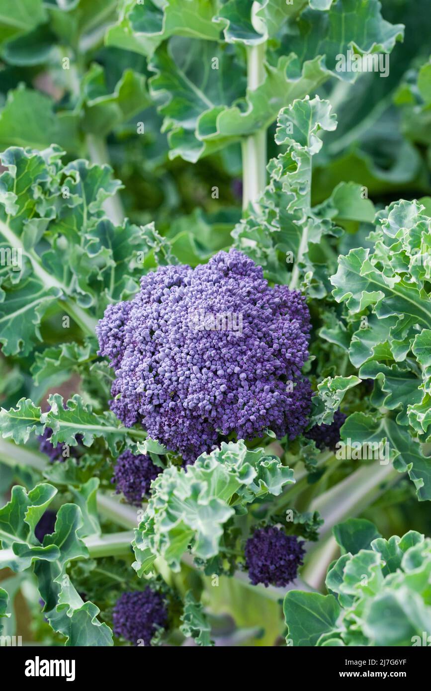 Claret F1 Purple Sprouting Broccoli almost ready for harvest in a