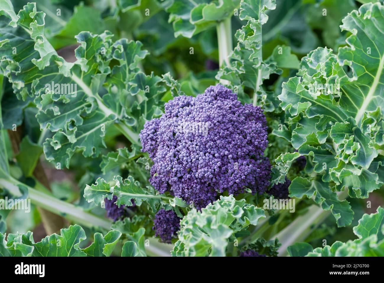 Claret F1 Purple Sprouting Broccoli almost ready for harvest in a vegetable garden in late March. Stock Photo