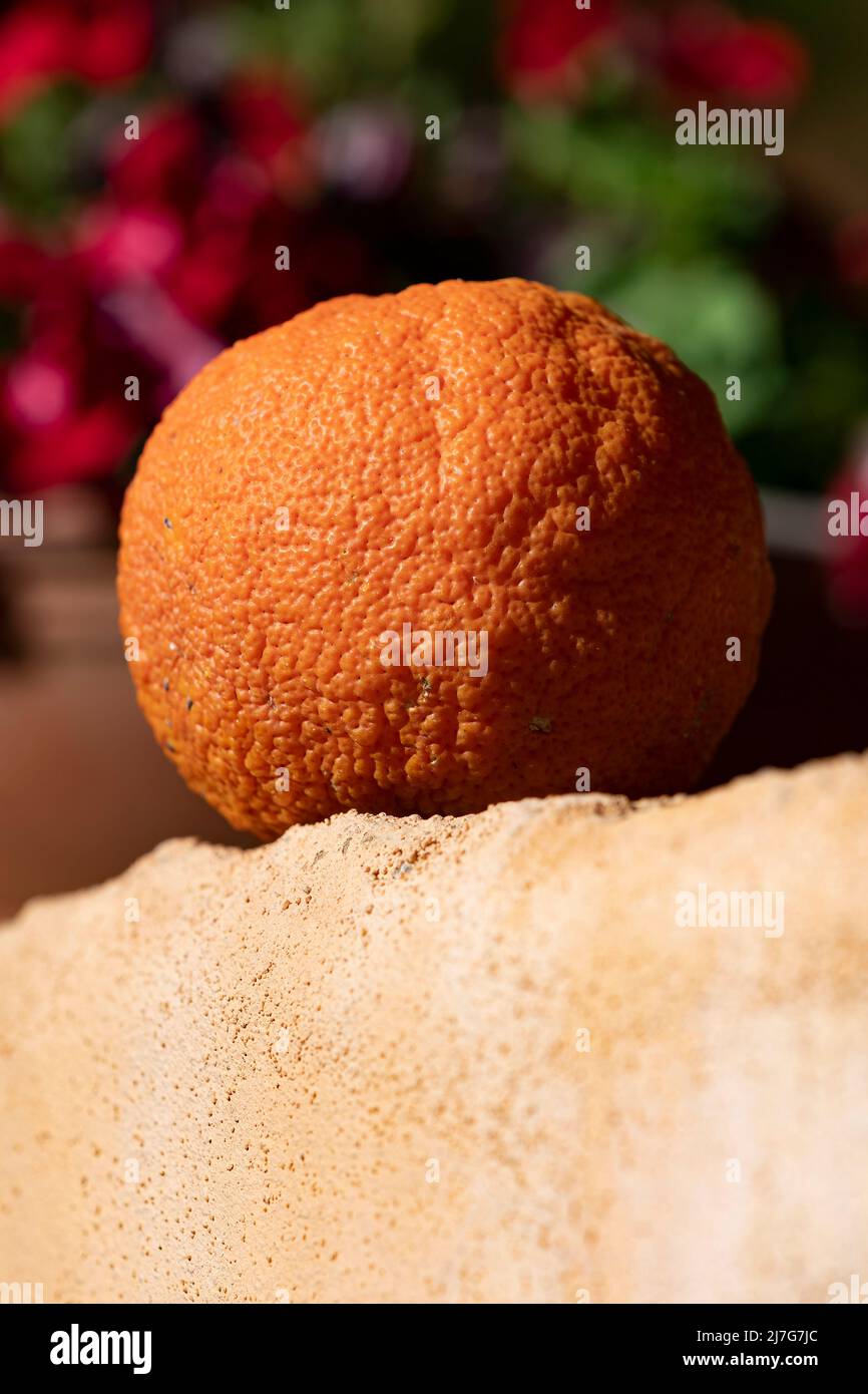 Single orange ripening on wall in sunshine on Crete Stock Photo