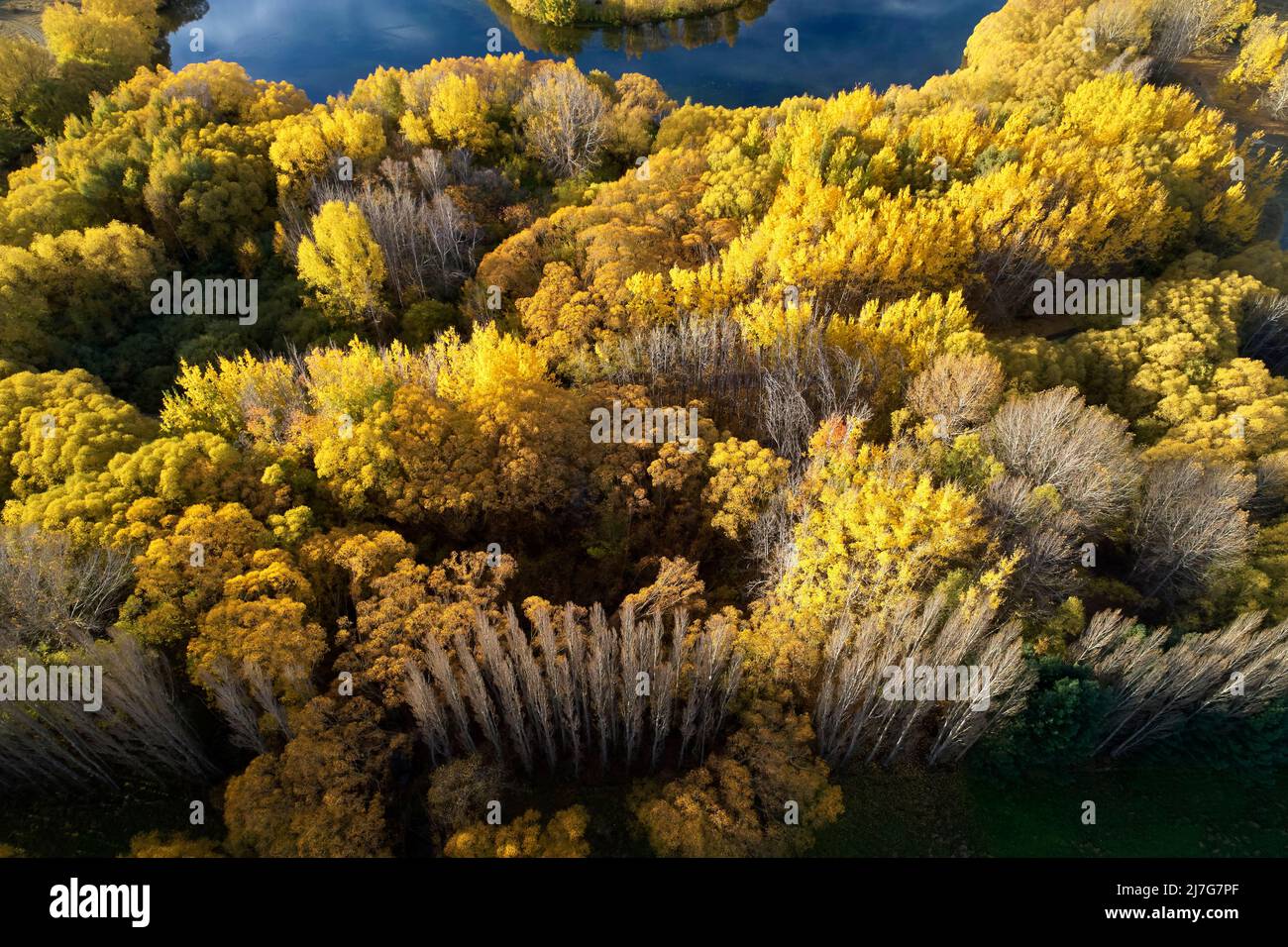 Autumn colours beside Wairepo Arm, Twizel, Mackenzie District, North Otago, South Island, New Zealand - drone aerial Stock Photo